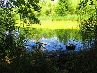 Rybník Pardoubek (Lázně Bělohrad)