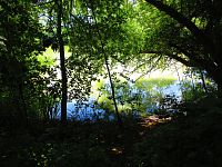 Rybník Pardoubek (Lázně Bělohrad)