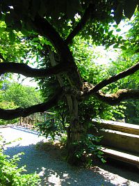 Zámecký park (Náchod)