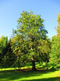 Zámecký park (Vrchlabí)