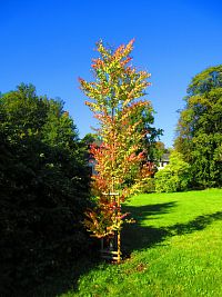 Zámecký park (Vrchlabí)