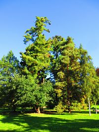Zámecký park (Vrchlabí)