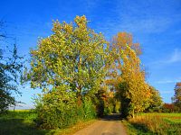 Hřibojedská cesta (Hvězda)