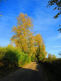 Hřibojedská cesta (Hvězda)