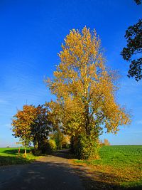 Hřibojedská cesta (Hvězda)