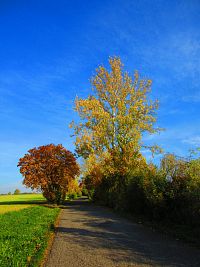 Hřibojedská cesta (Hvězda)