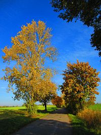 Hřibojedská cesta (Hvězda)