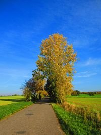Hřibojedská cesta (Hvězda)