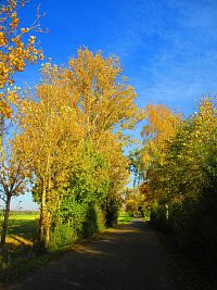 Hřibojedská cesta (Hvězda)