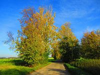Hřibojedská cesta (Hvězda)