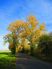 Hřibojedská cesta (Hvězda)