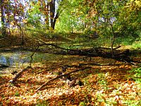 Ostrůvek Pepina (Hradec Králové)