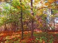 Ostrůvek Pepina (Hradec Králové)