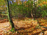 Ostrůvek Pepina (Hradec Králové)
