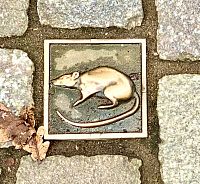 Mosazné dlaždice s obrázkem krysy zasazené v dlažbě vedou turisty k zajímavostem města po takzvané krysí stezce.