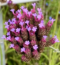 Sporýš argentinský ve Staré botanické zahradě, kvete od léta až do prvních mrazíků.