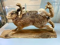 Vypreparovaný zajíc s osmi nohama