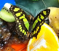 Nádherní motýli v pražské Botanické zahradě