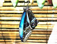 Morpho peleides, tedy Morpho modrý, který se právě vylíhl z kukly.