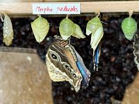 Kukly visí na prkénku ve skleněné vitríně. Návštěvníci mohou dobře pozorovat, jak motýli přicházejí na svět. Kukly sem vozí z motýlí farmy v Anglii.