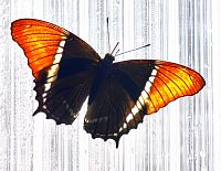 Tropický motýl Siproeta epaphus odpočívá na stěně skleníku.