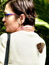 Někdy motýl přistane i na člověkovi, prý proto, že ho vábí jeho vůně nebo pach.