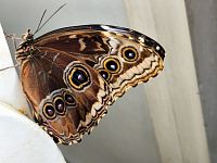 Hnědé ochranné zbarvení Morpho pelida, se vzory, které mu pomáhají v tom, aby se dobře maskoval, případně odrazoval útočníky. Vrchní strana křídel je leskle modrá.