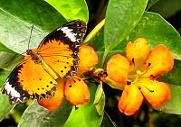 Babočka cyanská (Cethosia cyane). Její barvy a vzory mají varovat, že jde o jedovatého živočicha. Podle toho, co konzumují, nejsou třeba housenky nebo dospělí motýli pro ptáky zrovna moc chutným soustem, případně mohou být i toxičtí.
