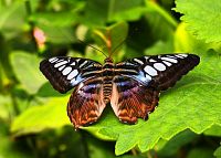 Lilkově pruhovaná babočka (Parthenos sylvia lilacinus), které se přezdívá kliper, protože její let prý připomíná plavbu této rychlé plachetnice po hladině moře.