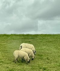 Ovce, které se pasou na hrázích a slaniskách Waddenského moře, zpevňují bezděky hráze. A staly se i místní kulinářskou specialitou.
