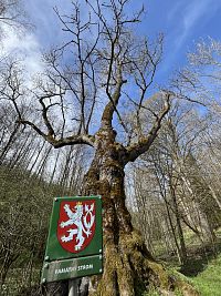 Monumentální jasan