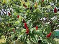 Keře u zahrádkářské kolonie