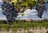 Vinařství na jižní Moravě a ve Weinviertelu