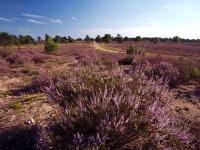 Vřesoviště, zdroj © Lüneburger Heide GmbH