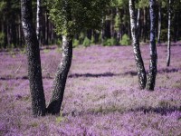 Bank in der lueneburger heide, zdroj © Lüneburger Heide GmbH