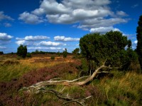 Lueneburger Heide, zdroj © DZT 