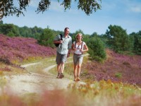 Osterheide, zdroj © Lueneburger Heide