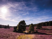 Misselhorner Heide, zdroj © LueneburgerHeide