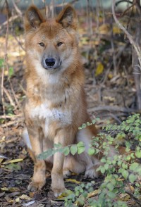 Pes dingo (Canis lupus dingo)