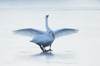 Vzácná labuť zpěvná láká ornitology do oblasti Dolního Poodří