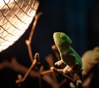 Taschenlampen-Abenteuer in der Biosphäre Potsdam © Fotoclub Kröger, Fotograf Uwe Granzow
