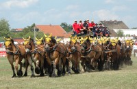 Titáni závodní dráhy © Kaltblut Zucht und Sportverein Brück e.V., Margot Schöning