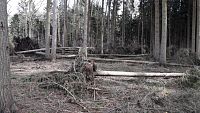 Silný vítr poškodil podle prvních odhadů asi milion stromů ve státních lesích