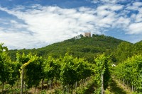 Vinice, (c) Dominik Ketz, Rheinland Pfalz Tourismus GmbH