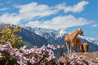 Zažijte jaro v Jižním Tyrolsku