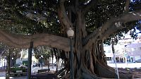 údržba starších stromů v parku u Playa Muchavista