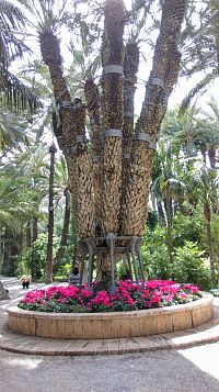Kralovská palma