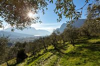 Jezero Garda Trentino: nejseverněji položená oblast pro pěstování oliv na světě