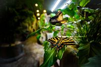 Siesta v podání dvou motýlů původem z tropické džungle. (c) Motýlí dům Papilonia Praha
