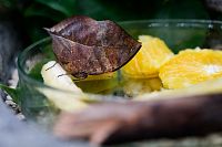 Toto není fotka uschlého listu na banánu. To si jen motýl Kalima inachus dopřává oběd. (c) Motýlí dům Papilonia Praha